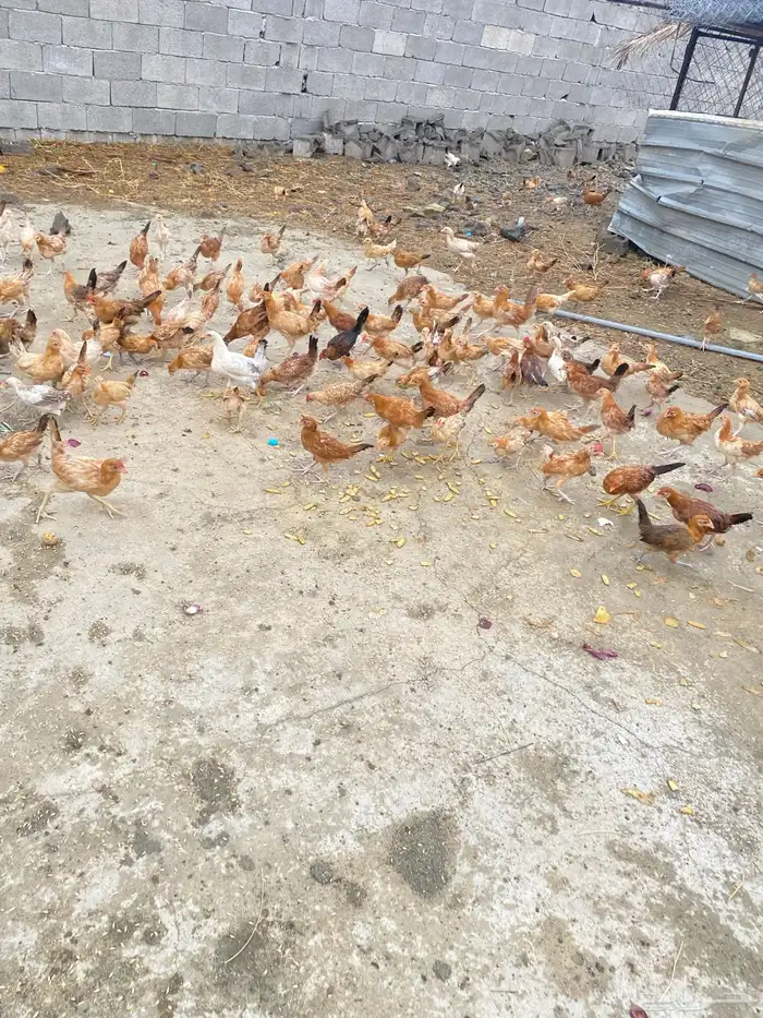 دجاج بلدي للبيععع 15