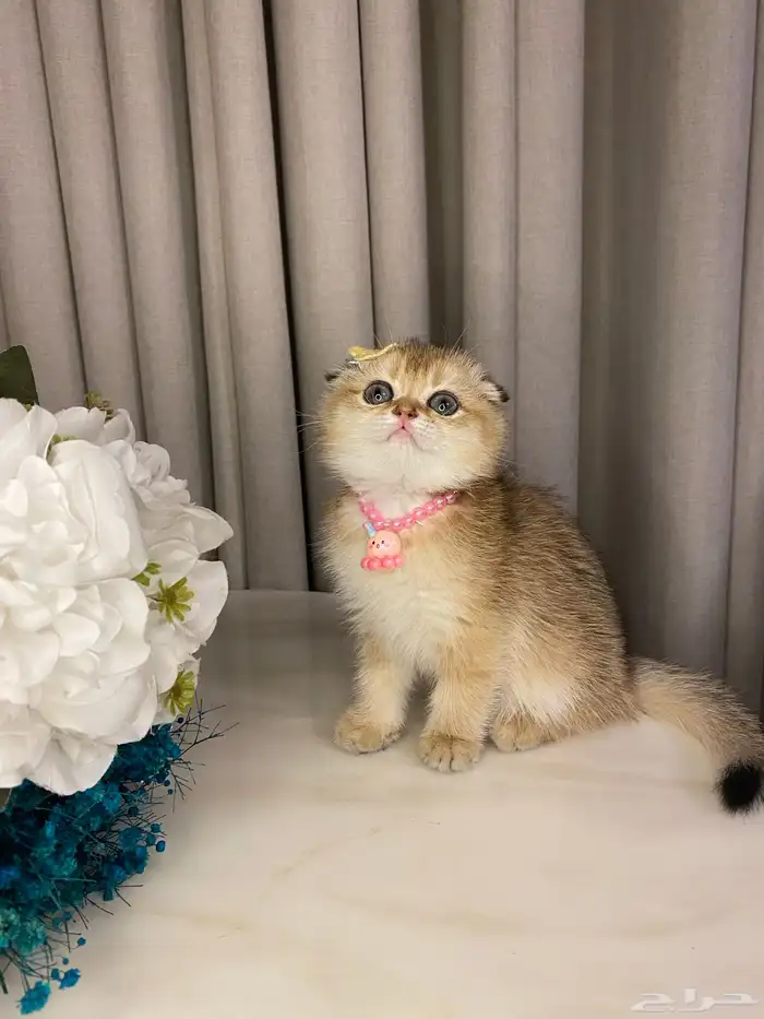 قطط للبيع سكوتش 1