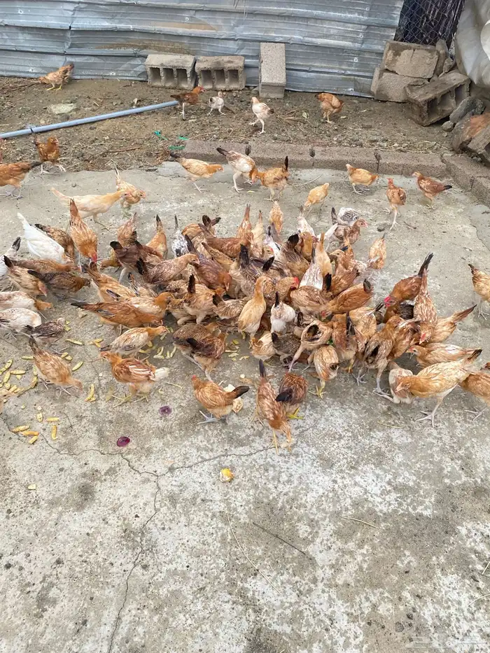 دجاج بلدي للبيععع 31