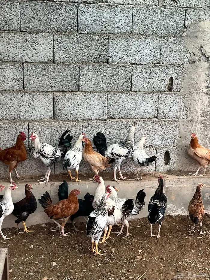 دجاج بلدي 2