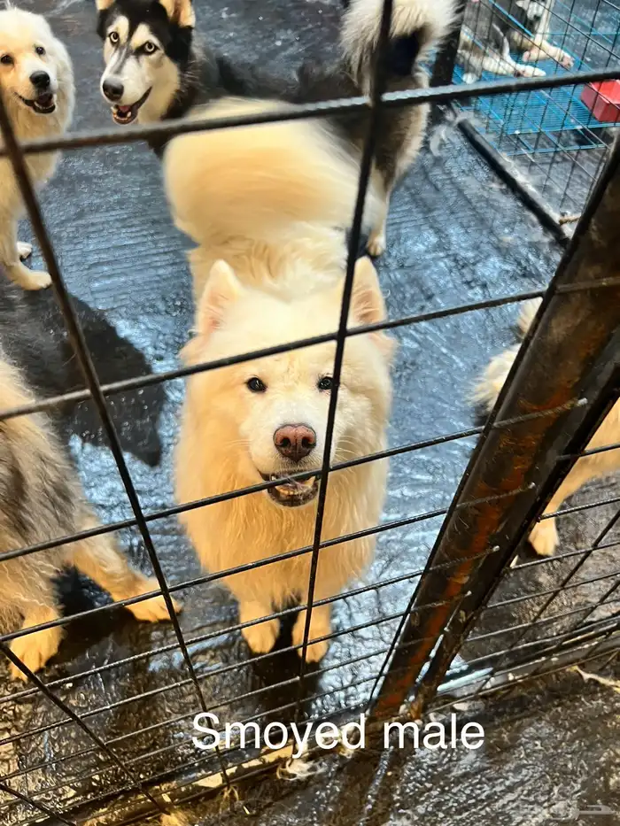 Dogs for adoption in Dammam 21