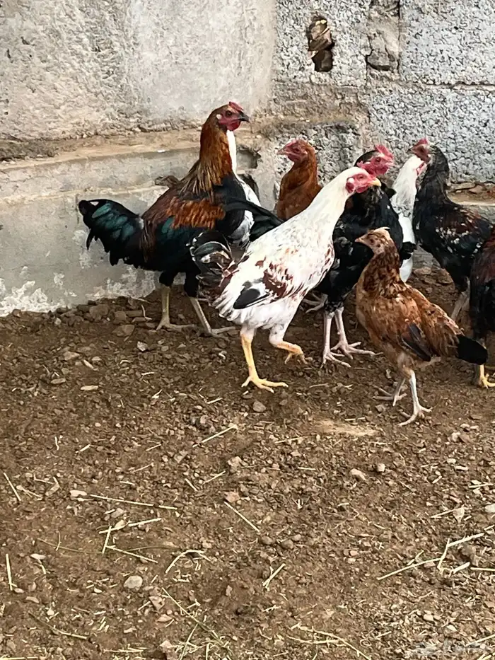 دجاج بلدي 3