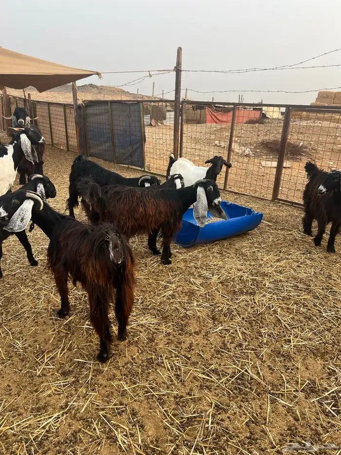 معزا عوارض صغار سن من جذعة الى رباع للبيع 30