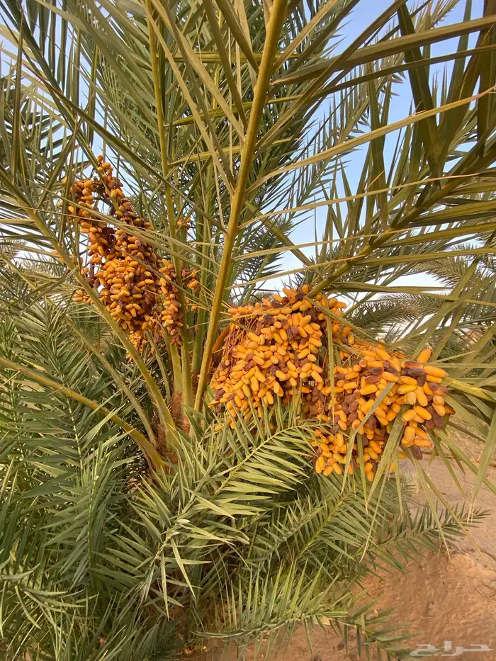 محصول تمر برني (مزرعه خاصه) 9