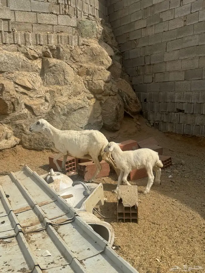 نعجه حري خلفه 1