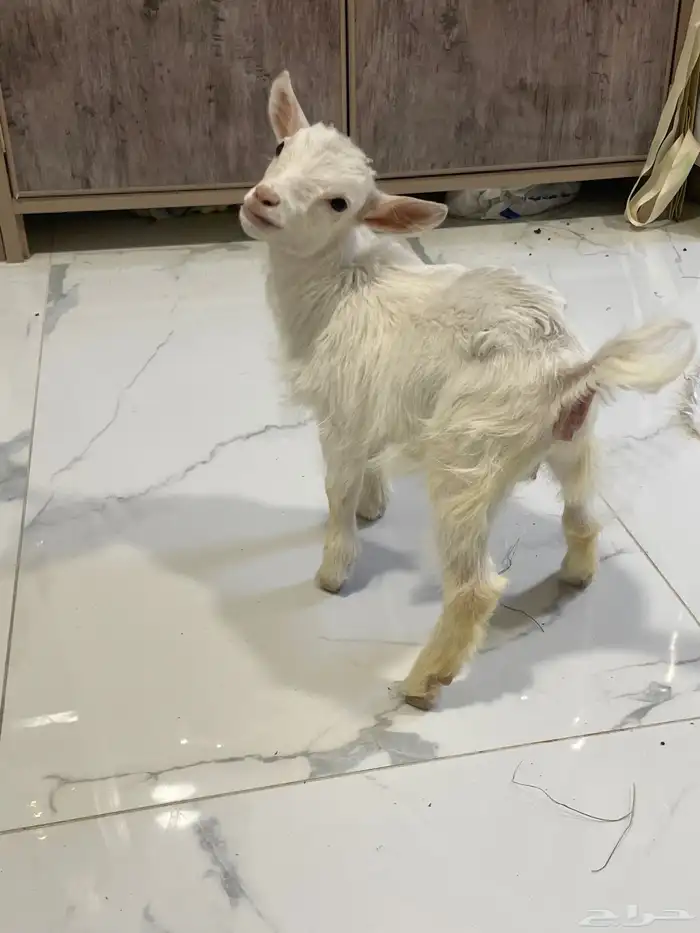 ماعز قزم 1