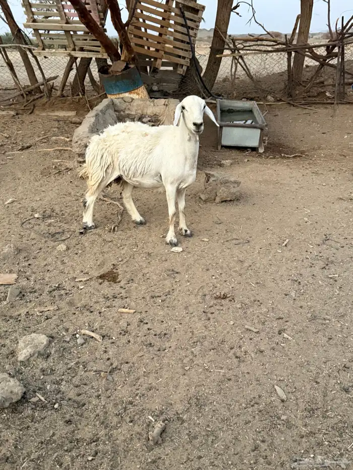 رخل رباع فل شحم 3