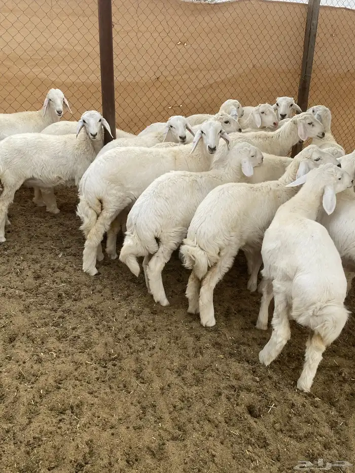 بهم ذبايح للبيع 1