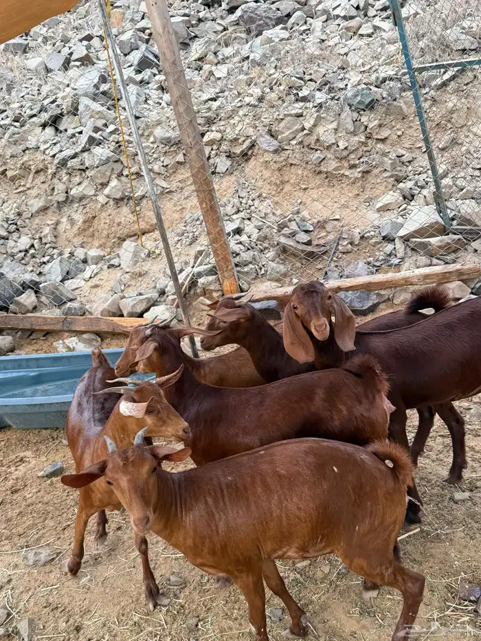 جفار محايليه فواخر صنف الصنف 7