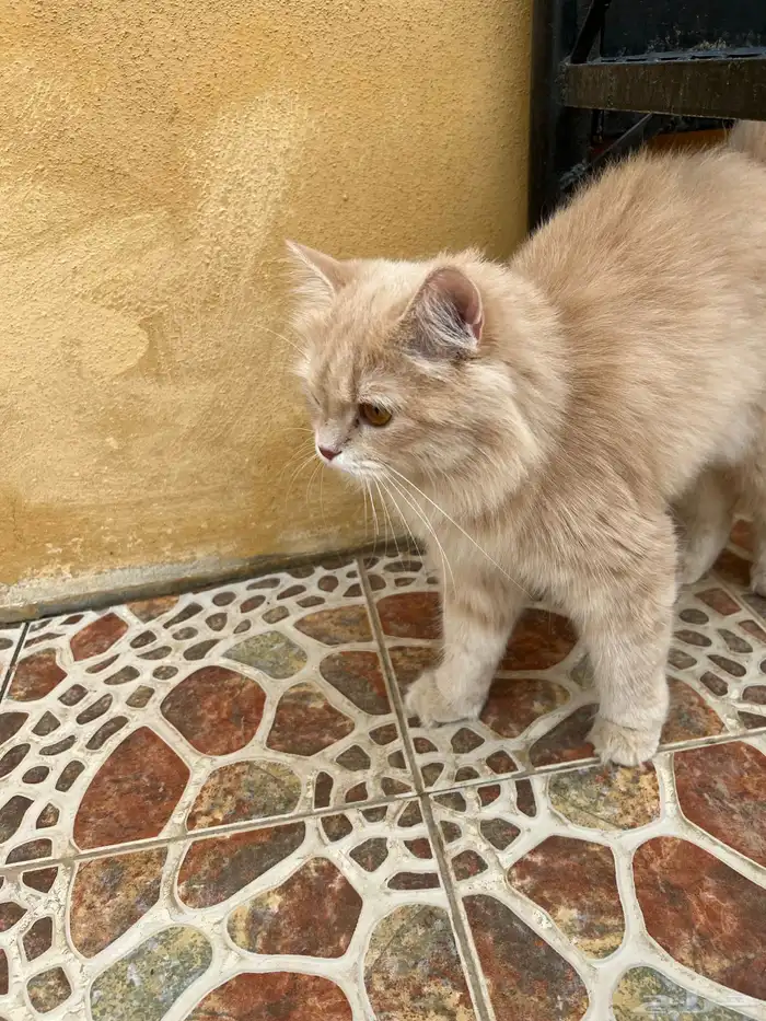 قطة شيرازيه للتبني 0