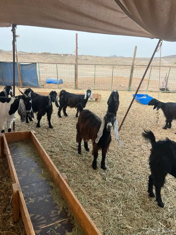 معزا عوارض صغار سن من جذعة الى رباع للبيع 6