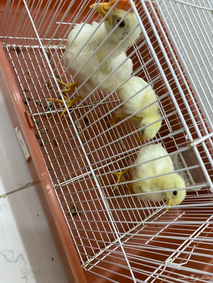 البيع 3فروخ 2