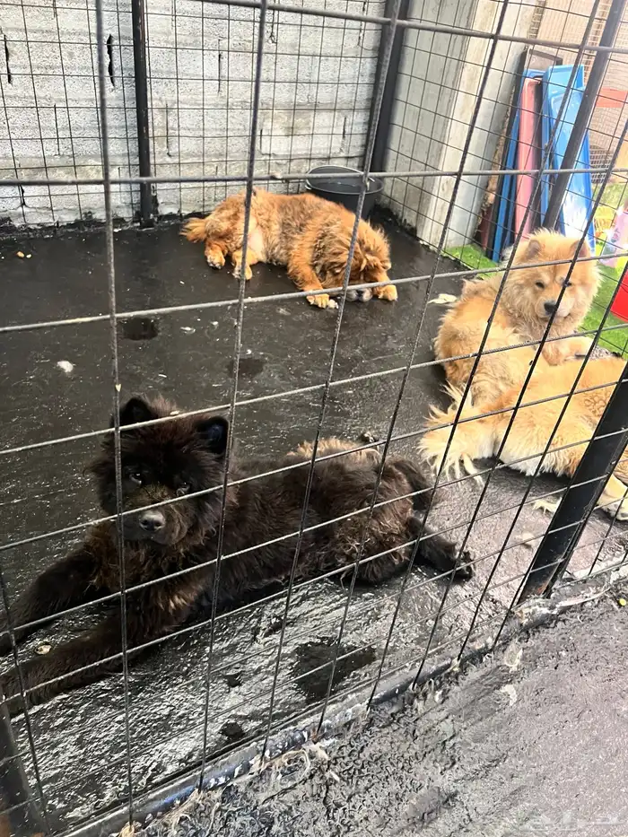 Dogs for adoption in Dammam 17