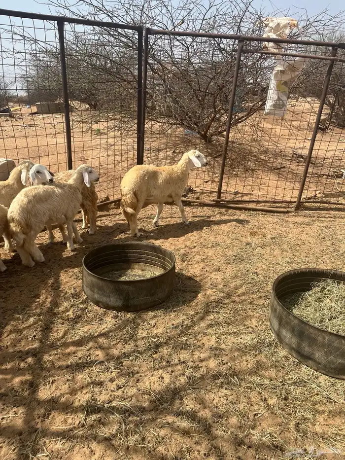 رخال للبيع 1