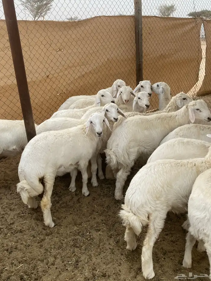 بهم ذبايح للبيع 2