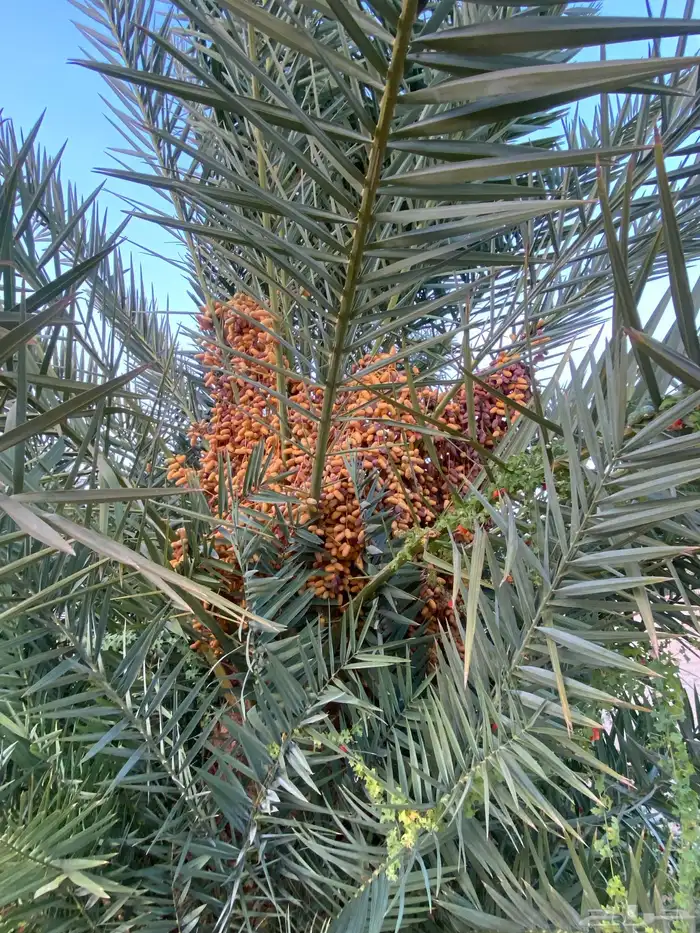 محصول تمر برني (مزرعه خاصه) 5