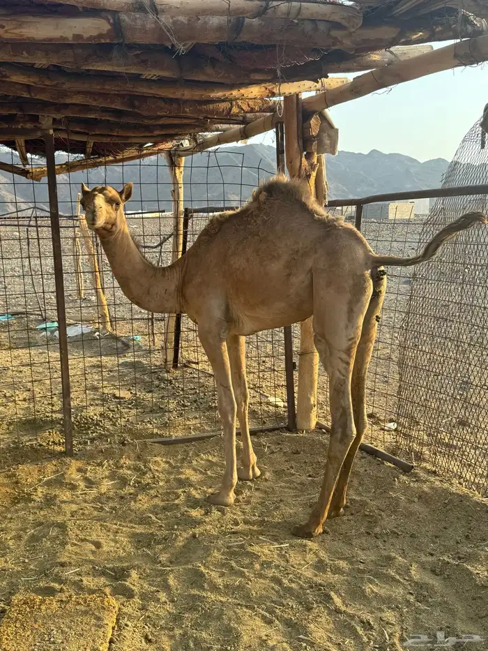 قعدان 1