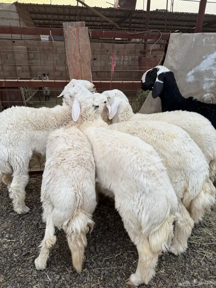 طليان وتيوس ذبايح نظيفه ع الشرط ( سلخ وتوصيل ) 0