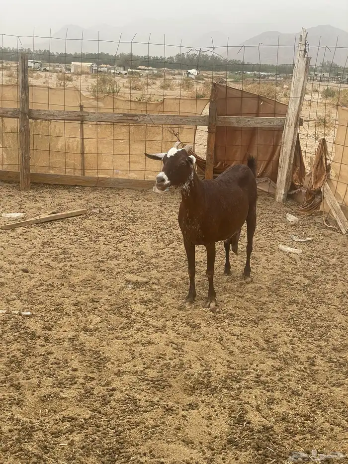 عنز محايليه للبيع 0
