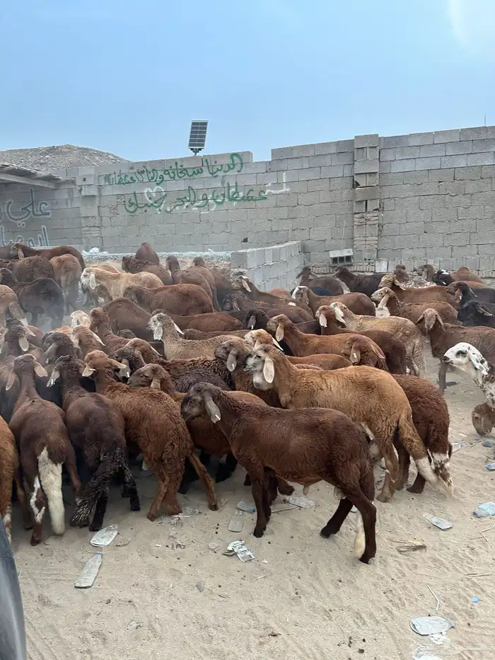 طليان سواكن حمري 3