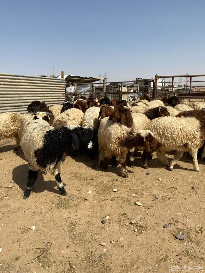 ذبائح طيبه للبيع 2