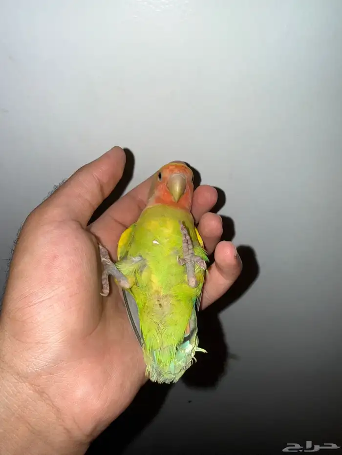 روز 0