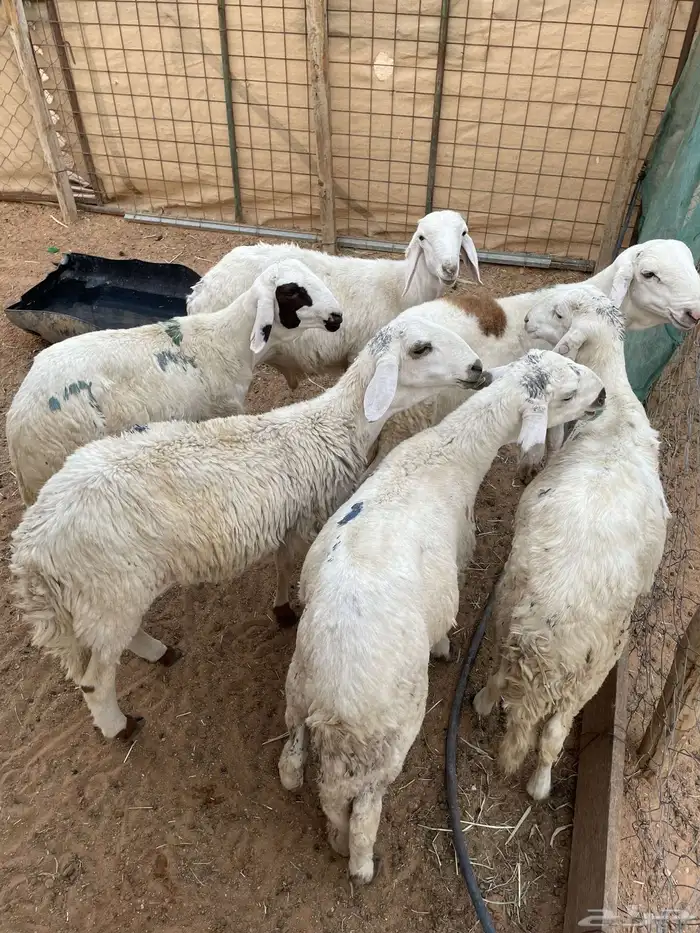 سواكن طيبه 1
