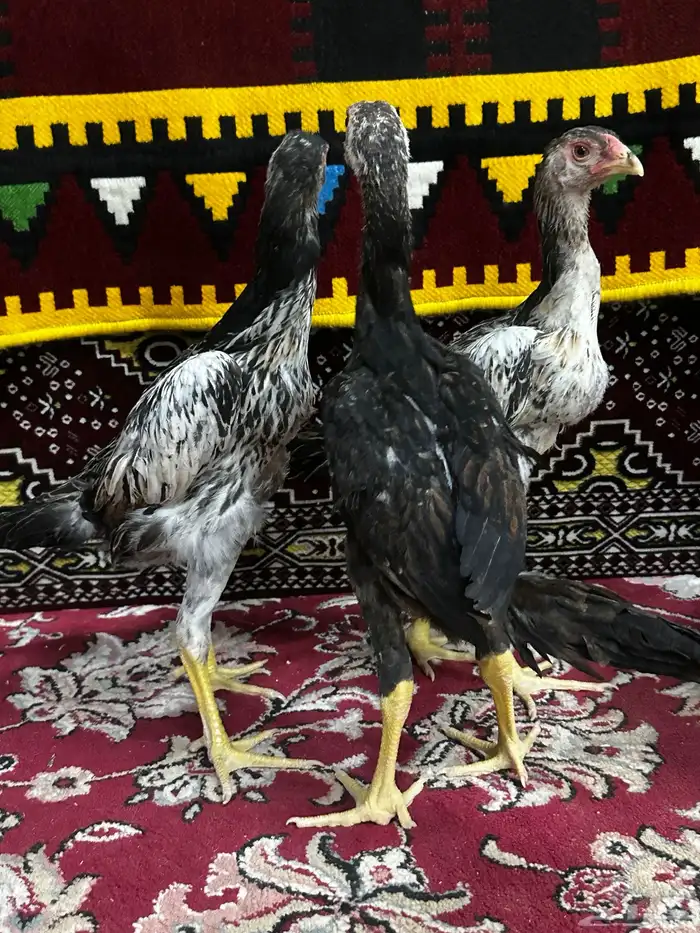 شامو ياباني 0