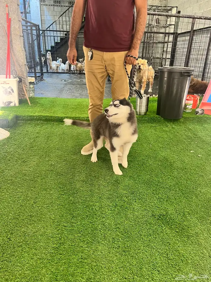 Dogs for adoption in Dammam 2