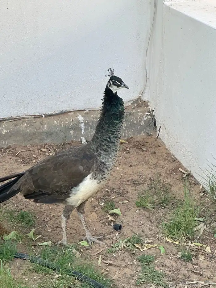 طاووس 1