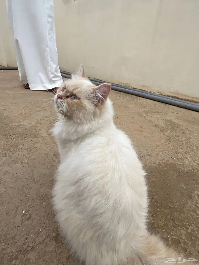 بس للبيع هملايا أتوقع معه أكله ونبغى حد ياخذها نظيفه 2
