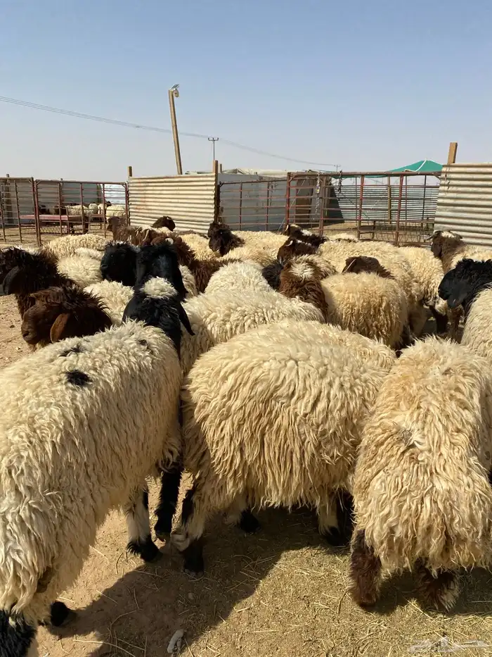 ذبائح طيبه للبيع 3