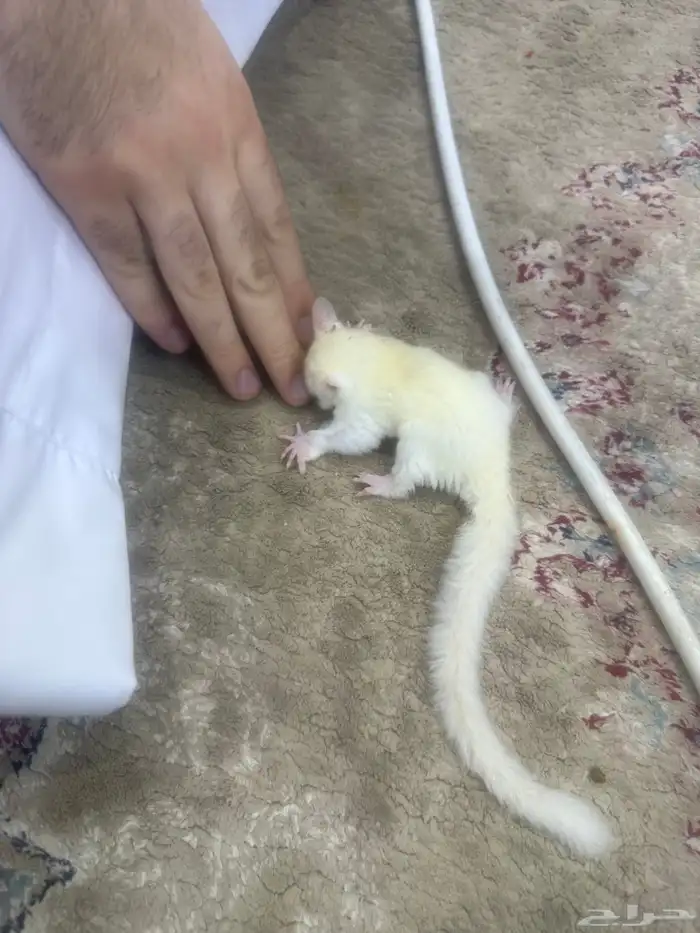 سنجاب الطائر شوقر قلايدر 4