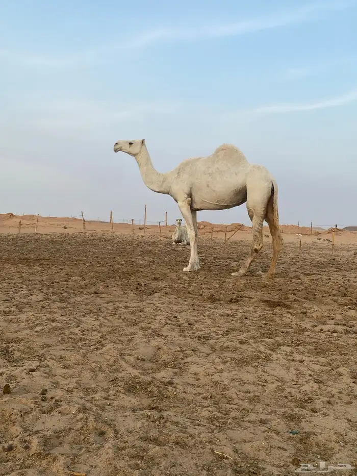 ضروبه وضحا طيبه 2