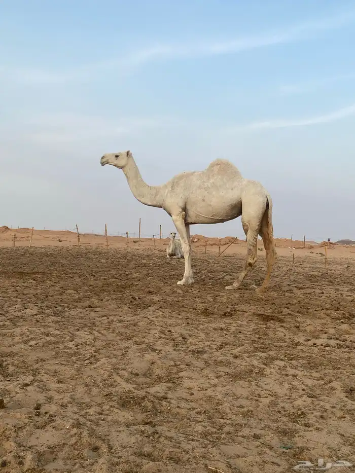 ضروبه وضحا طيبه 3