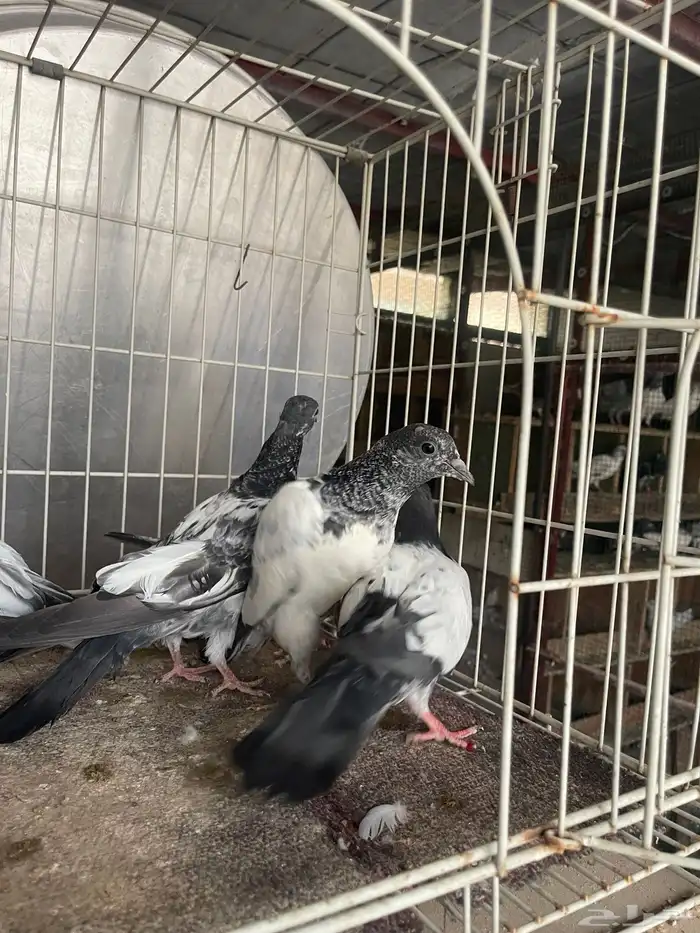 طبات باكستاني 20