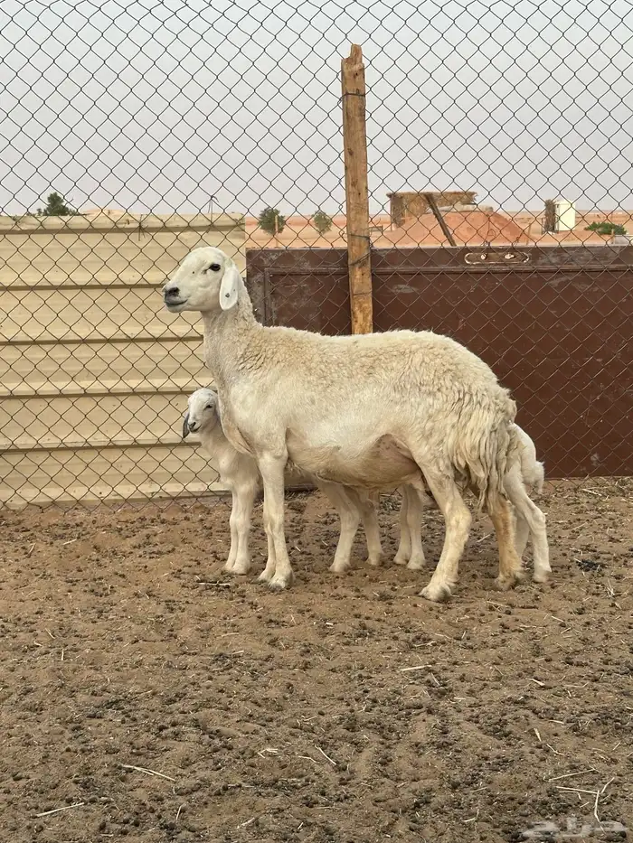 حرية كفو متبع ب ثنين 1