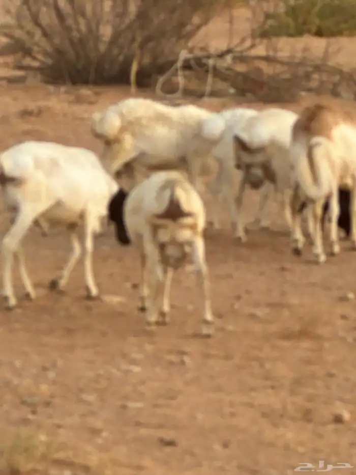 برابر جذعان مرابي 3 شهور وزود 56