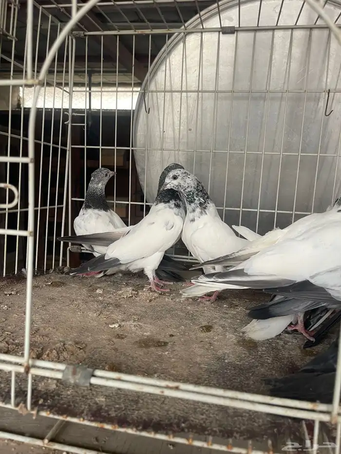 طبات باكستاني 8