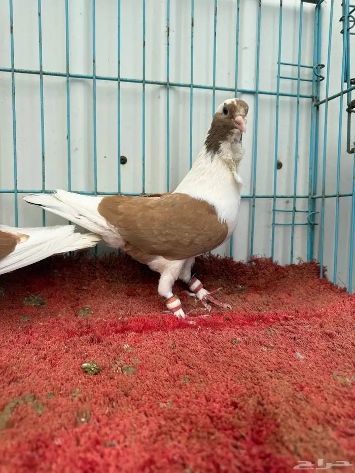 زوج بربريسي اصفر 5