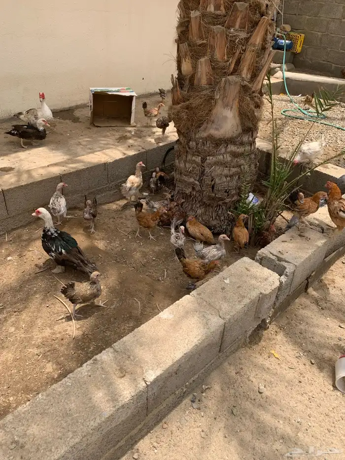 للبيع دجاج عربي وا بلدي وا ارنب دفيع 3
