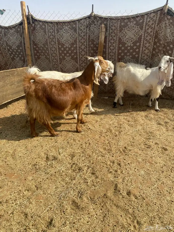 اربع معزا مشاريك خصم دفيع قريبات ولاد 0