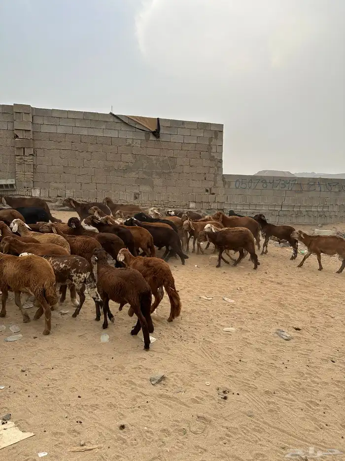 طليان سواكن حمري 5