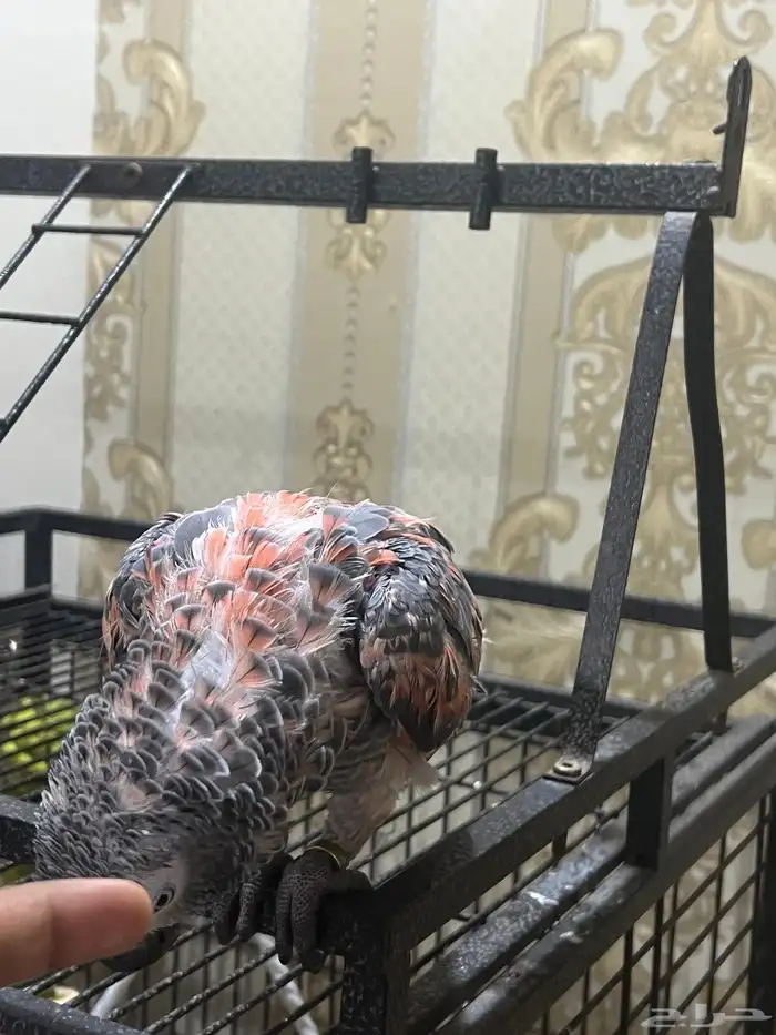 بغبغاء كاسكو (طفره جينيه)مع قفص كبير 8