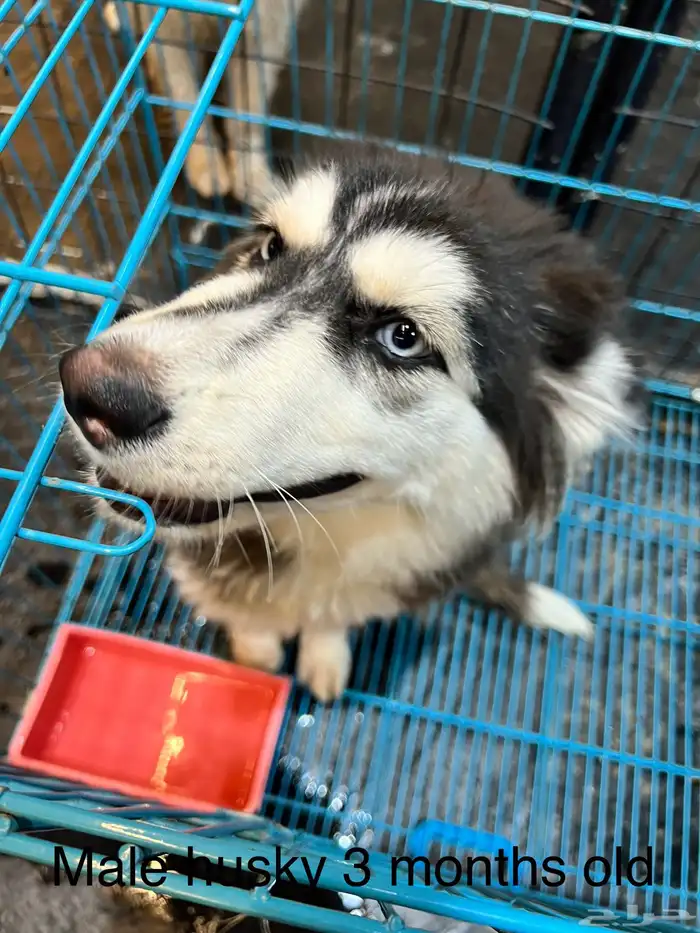 Dogs for adoption in Dammam 26
