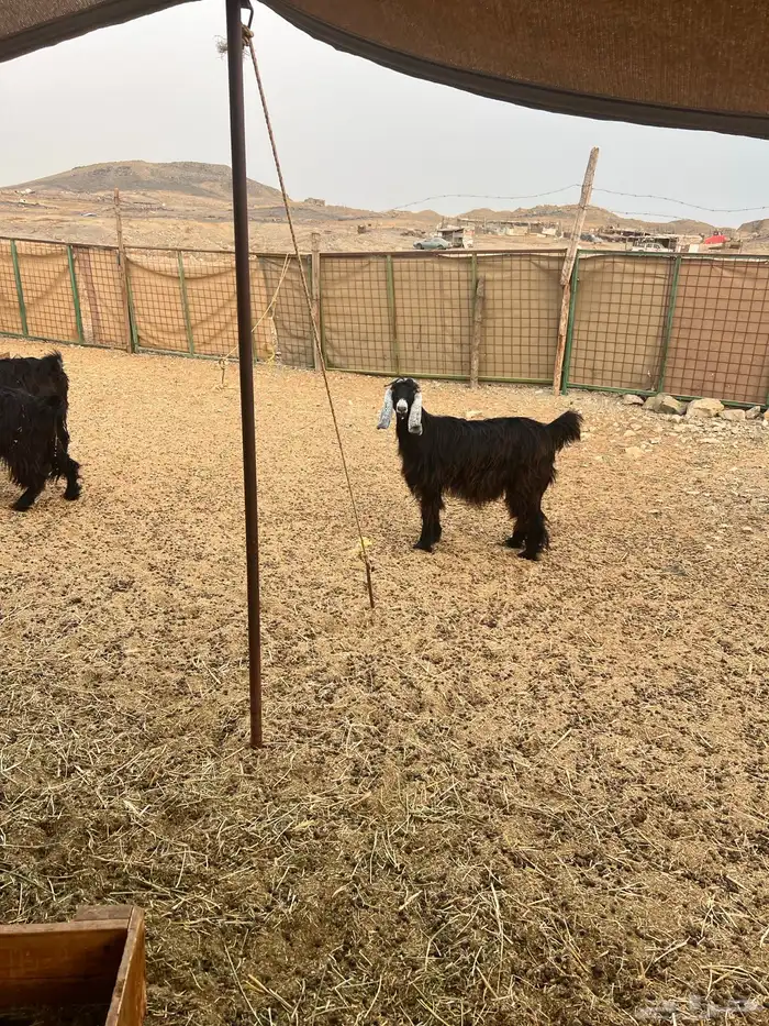 معزا عوارض صغار سن من جذعة الى رباع للبيع 10