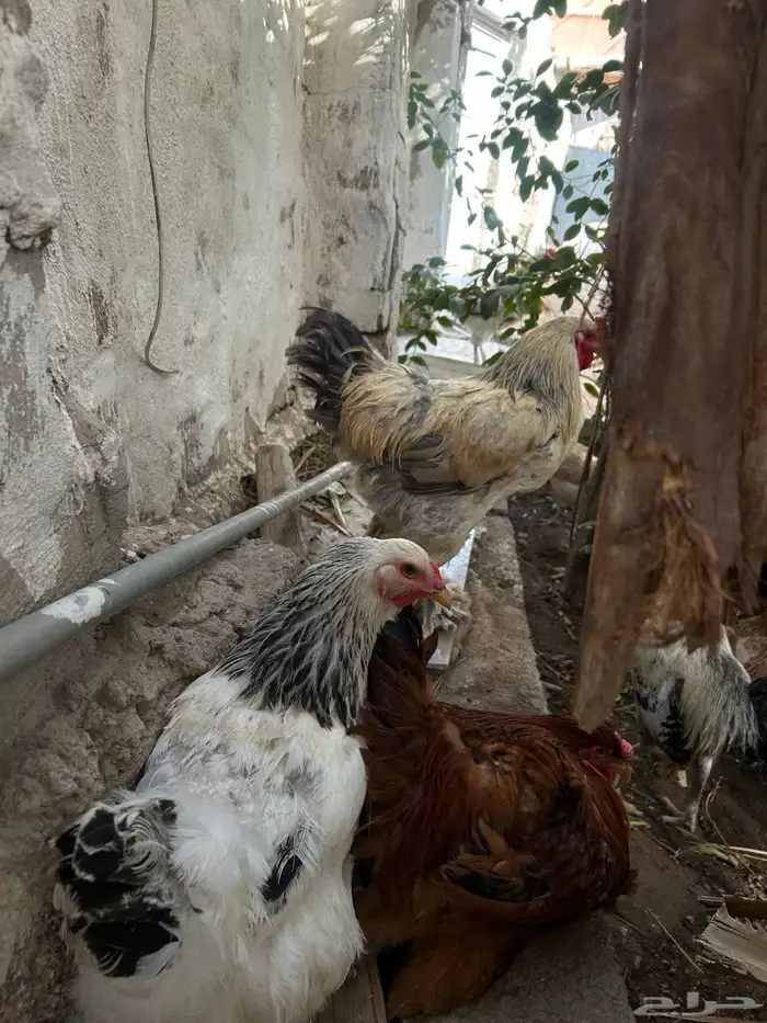 دجاج براهما 6
