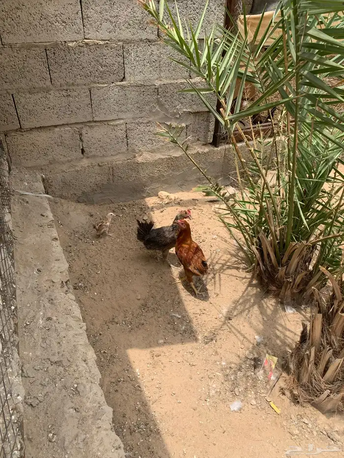 للبيع دجاج عربي وا بلدي وا ارنب دفيع 2