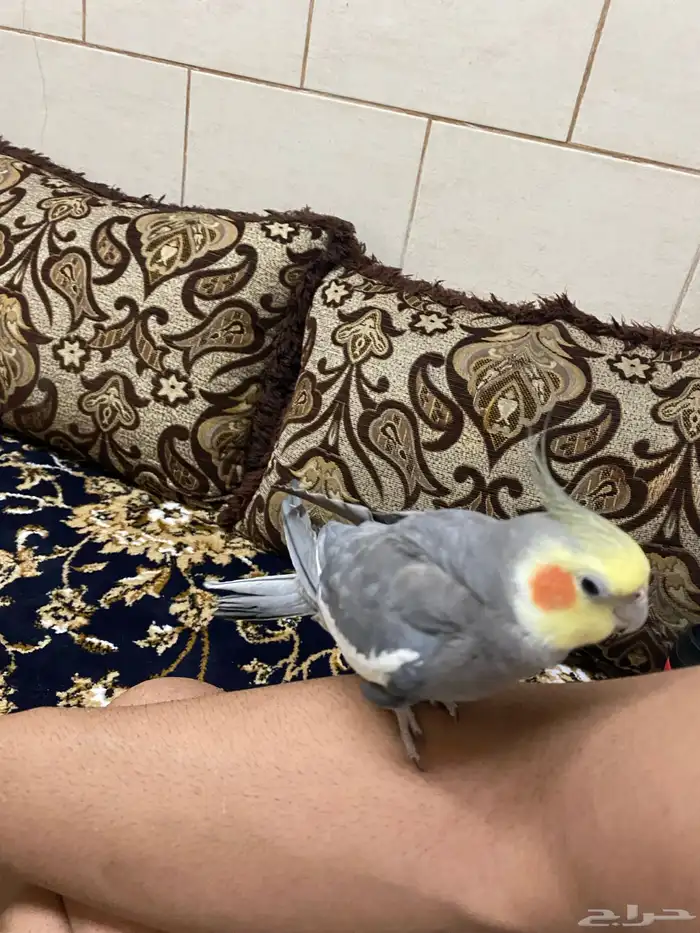 ذكر كروان ستاند اليف متكلم للبيع 0