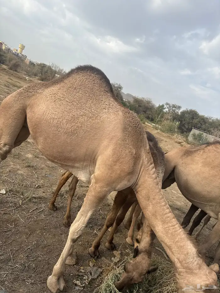 بكره للبيع 0